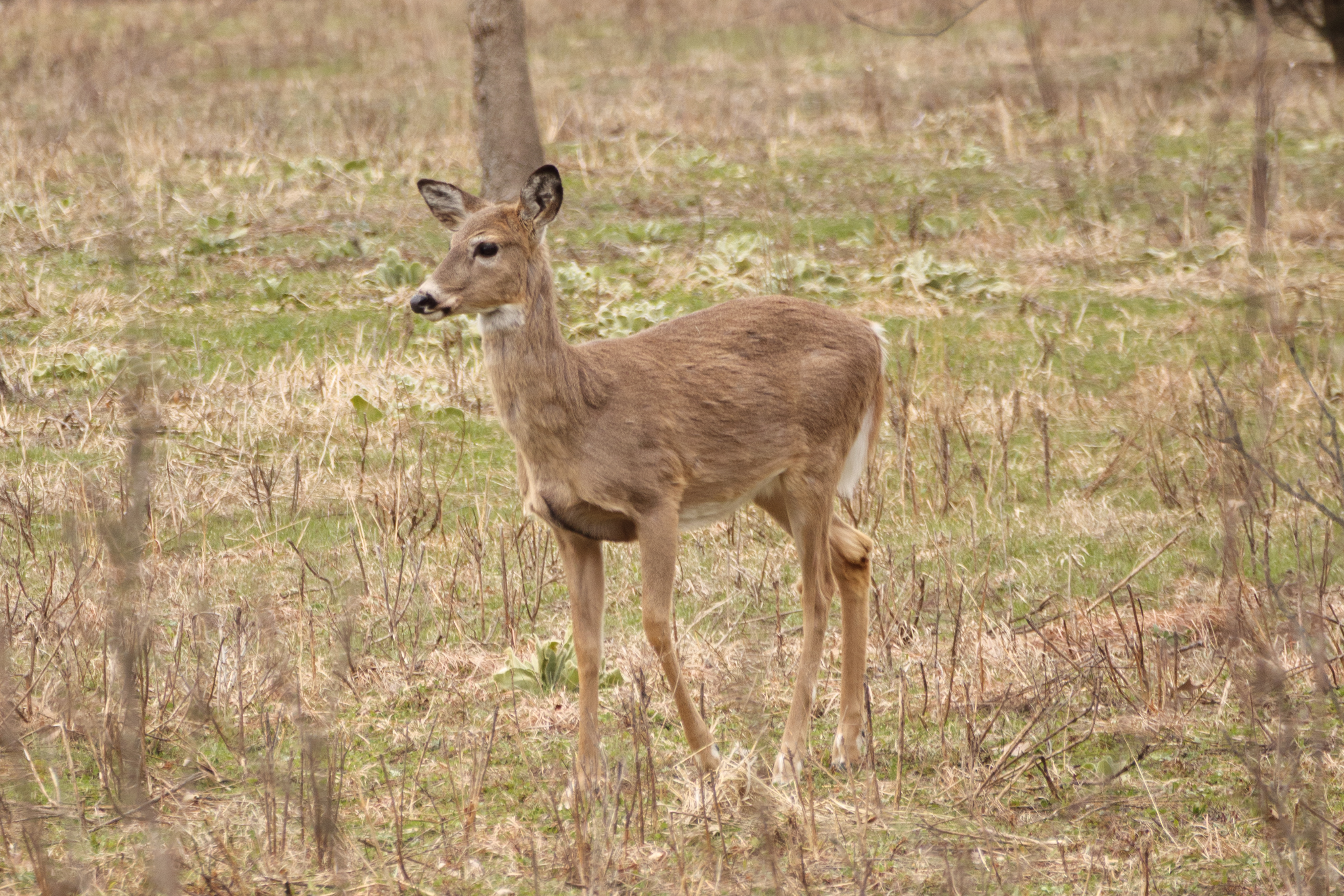 Wildlife photo from the artist emulation project